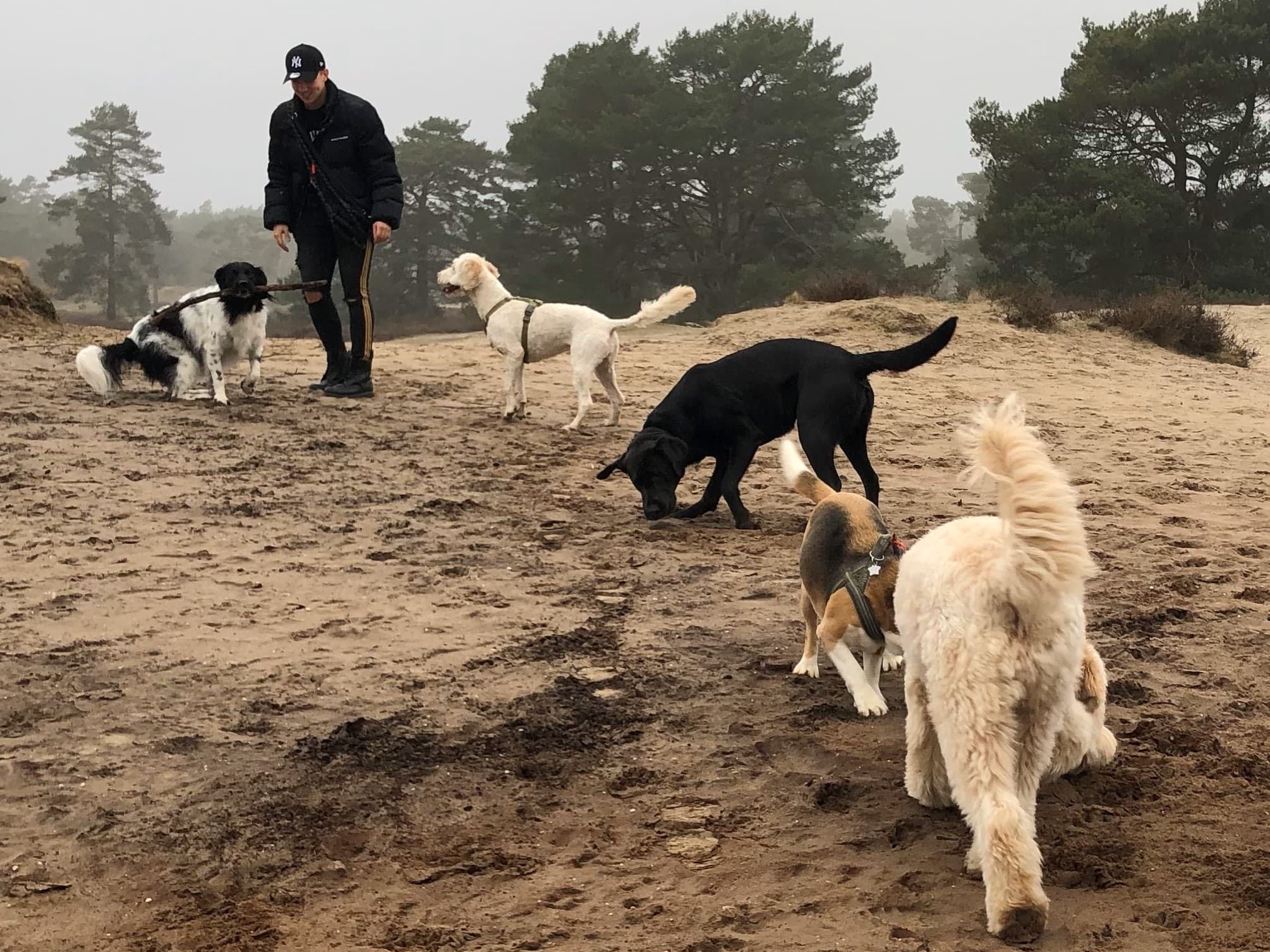 Hondenuitlaatservice in IJsselstein — A Doggy Business