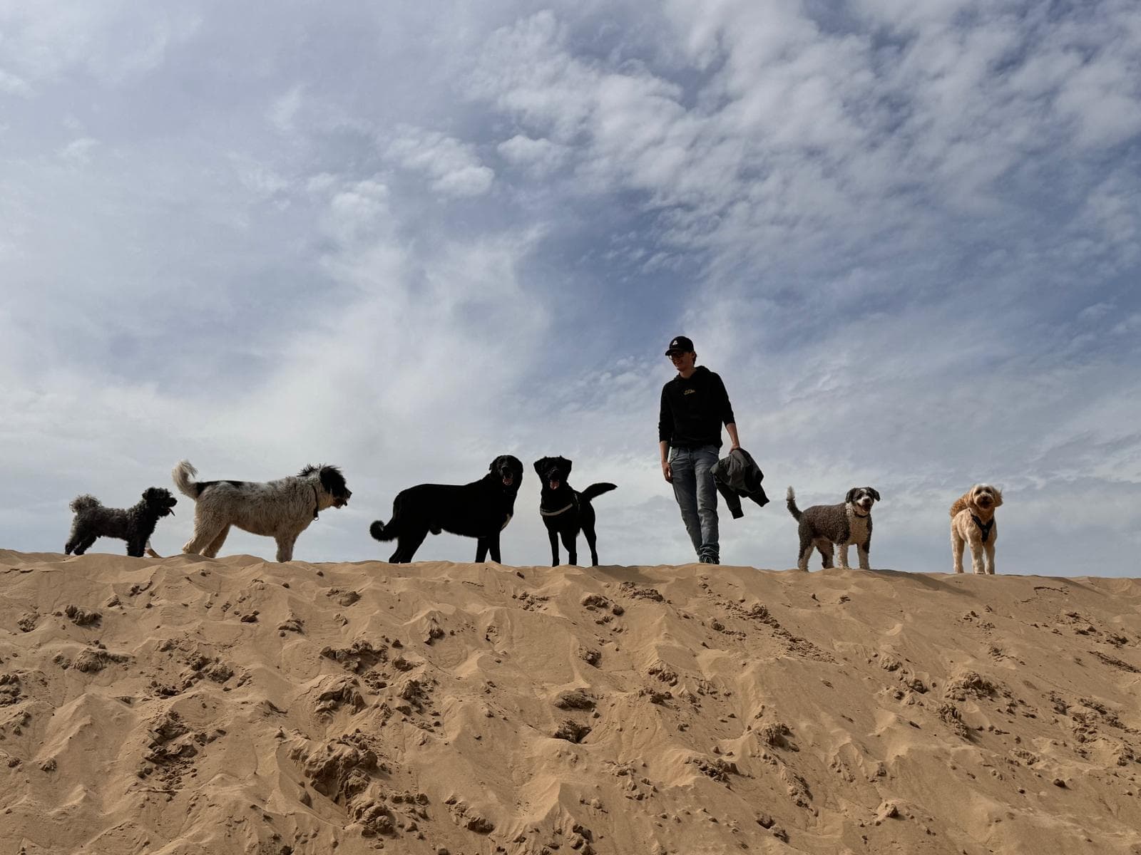 Hondenschool in Vianen — A Doggy Business